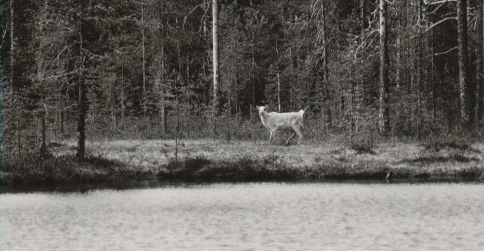 Metsäpeuran (Rangifer tarandus fennicus) levinneisyys- ja populaatiodemografinen historia: populaatioiden synty,
