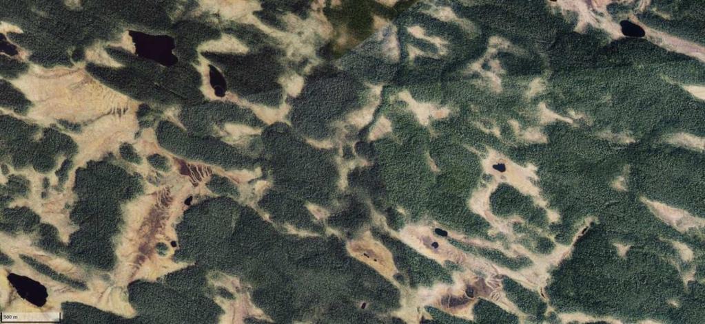 (Sulkava ym. 1983). Kesällä 1966 oli Kuhmon itäosissa arviolta 50 laiduntavaa peuraa (Sulkava 1979).