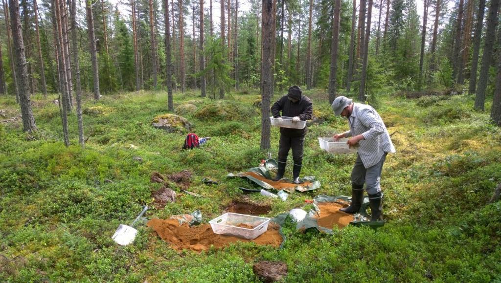 SIIKAJOKI Kivimaankangas 1 ja Turusensaari Kivikautisten
