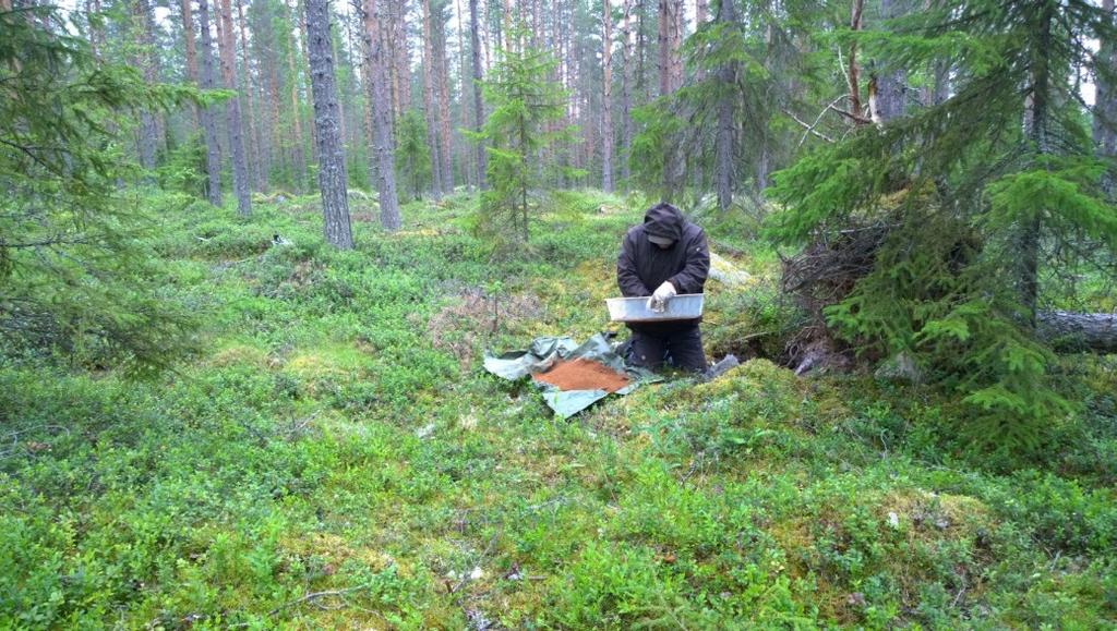 Kivimaankangas 1.