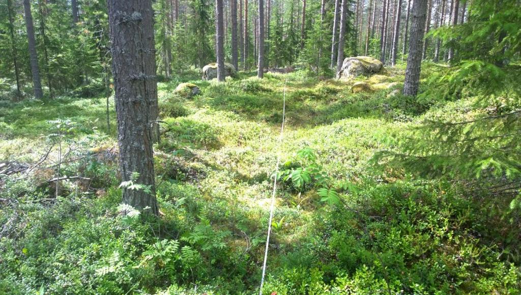 Kivimaankangas 1.