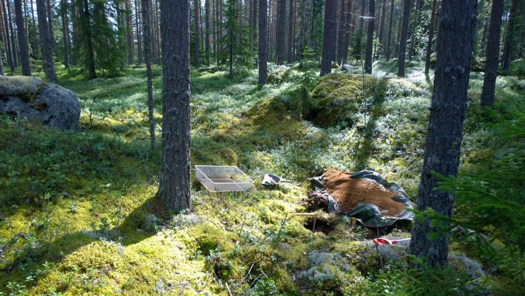 Kuvaaja: Petro Pesonen. Turusensaari.