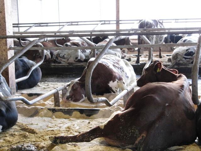 Korkeatuottoisten karjojen kerho Teksti: Abby Bauer, Hoards Dairyman (29.7.