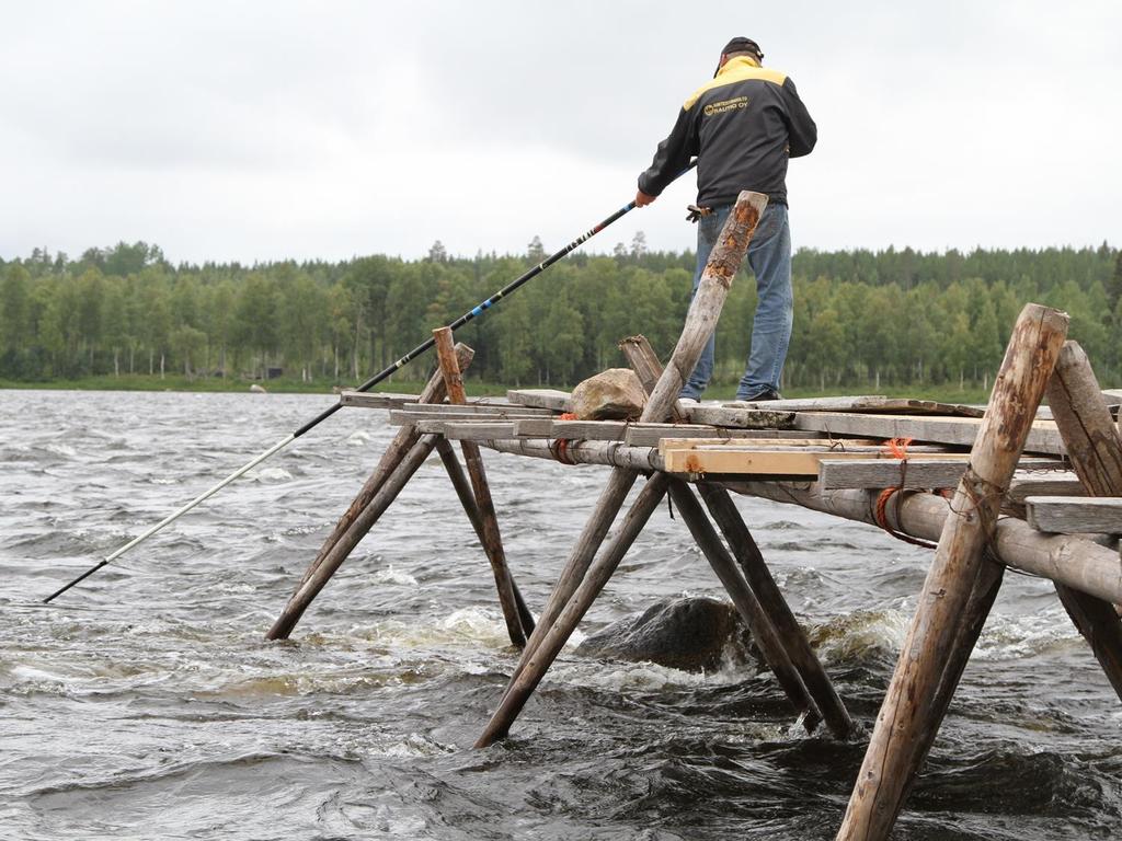 Tornionjoen kesäsiika Erkki Jokikokko Suomen