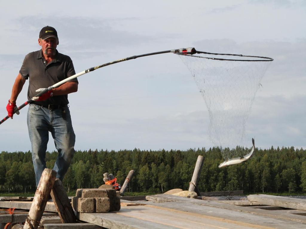 Paitsi saaliin pienentyminen ja kalojen keskikoon lasku