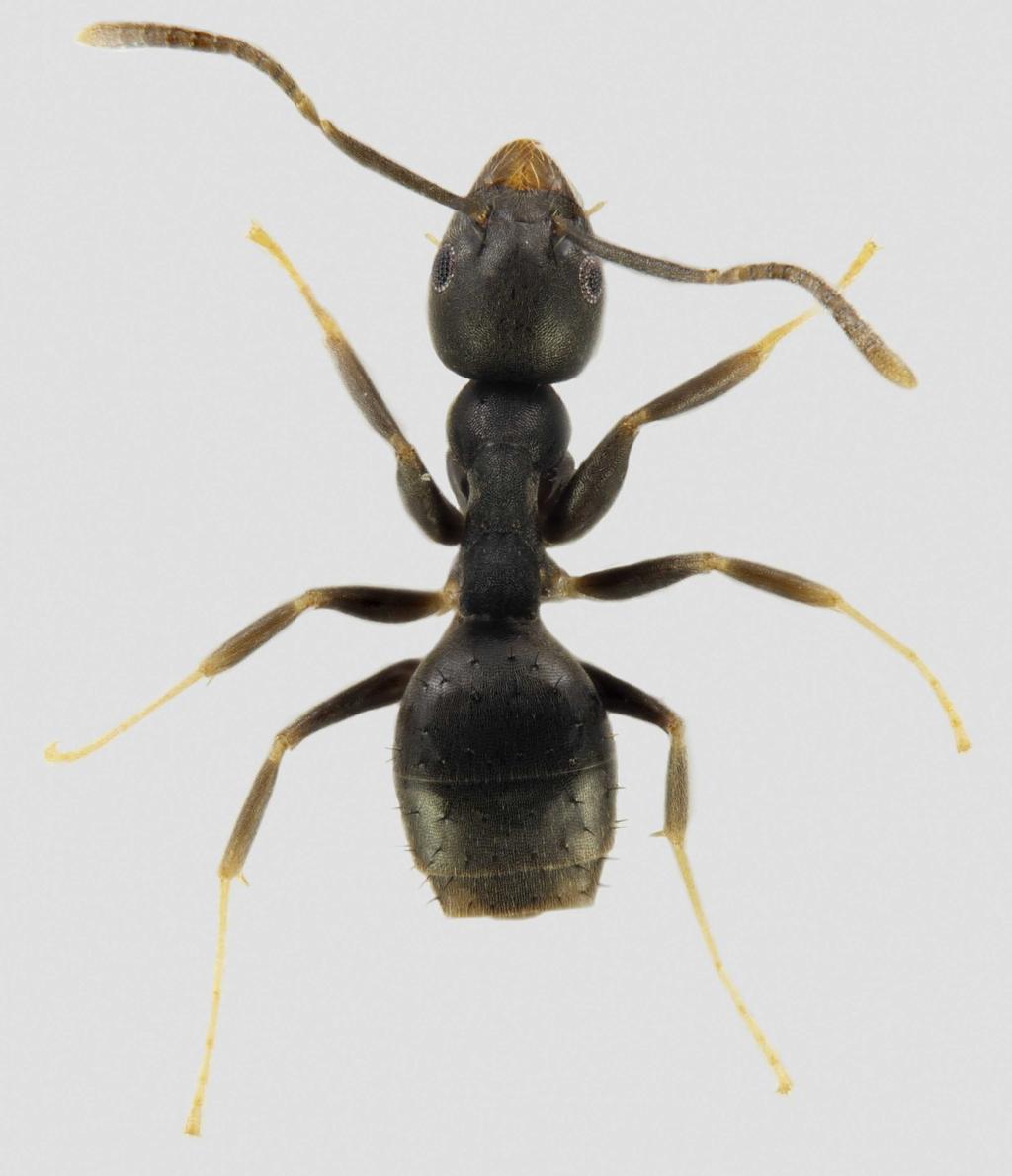 LUOMUS LUONNONTIETEELLINEN KESKUSMUSEO NATURHISTORISKA CENTRALMUSEET