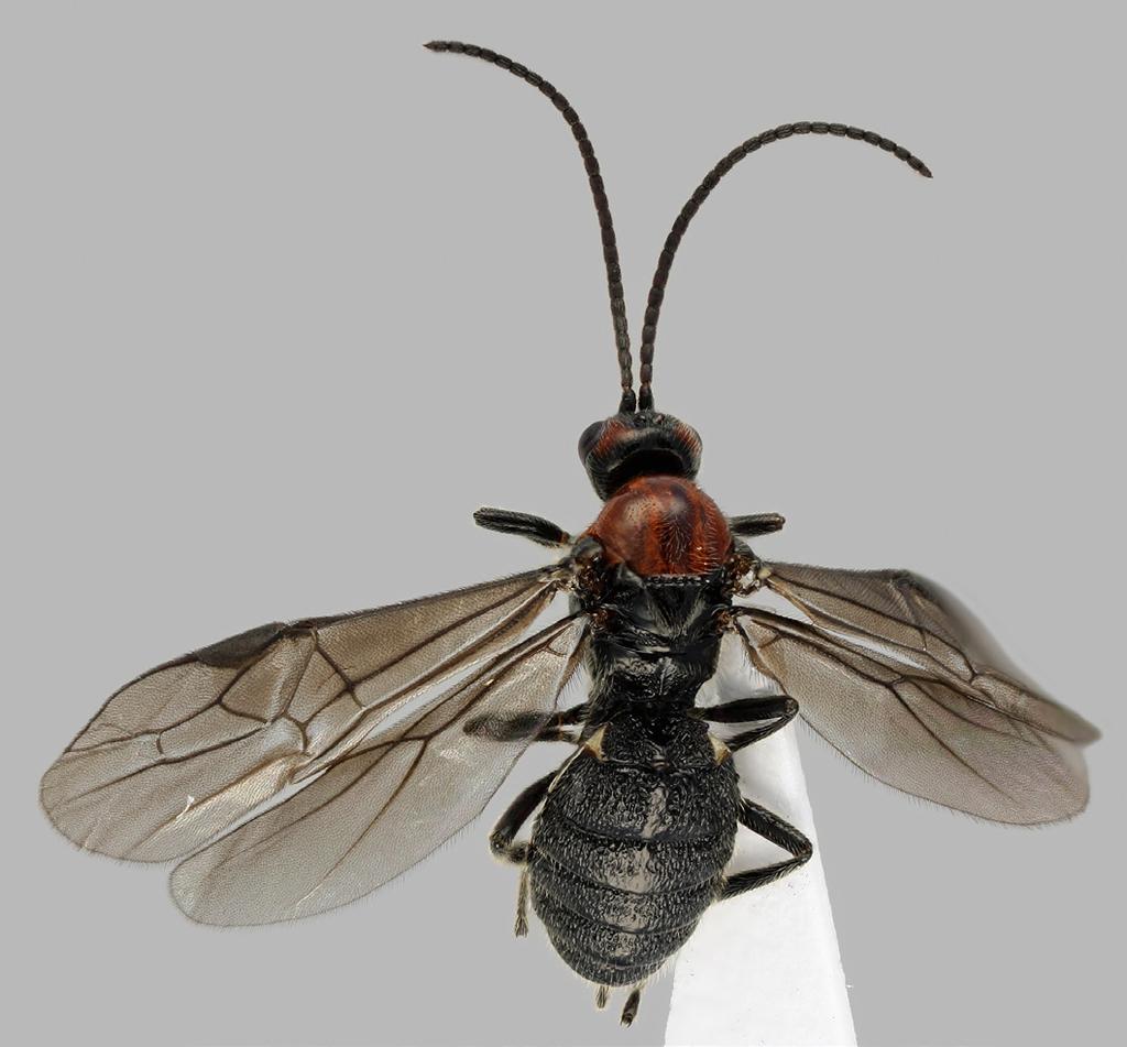 Sahlbergia 24.1 (2018), 12-13 12 Bracon (Sculptobracon) yakui Watanabe löytynyt Suomesta (Hymenoptera: Braconidae) Veli Vikberg Vikberg, V. 2018.