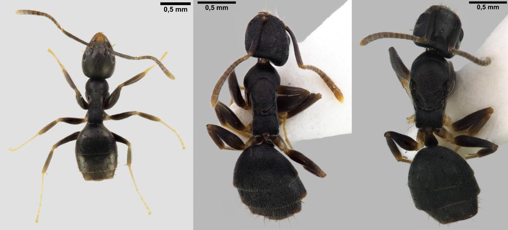 Sahlbergia 24.1 (2018), 14-19 15 Here, we report the first find of Technomyrmex vitiensis in Finland. We also provide information on worker, ergatoid queen and other castes in the Finnish T.
