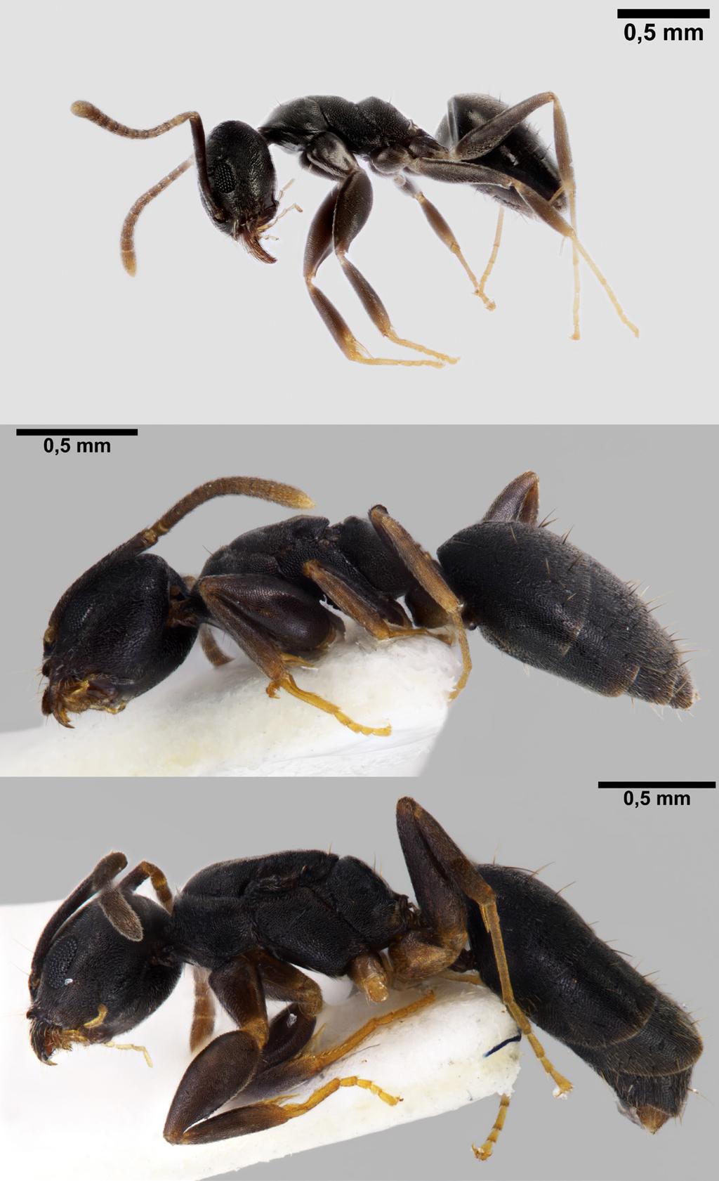 Sahlbergia 24.1 (2018), 14-19 16 Results Table 1 documents our samples by castes, month of collecting and source of sample (nest or forager sample).