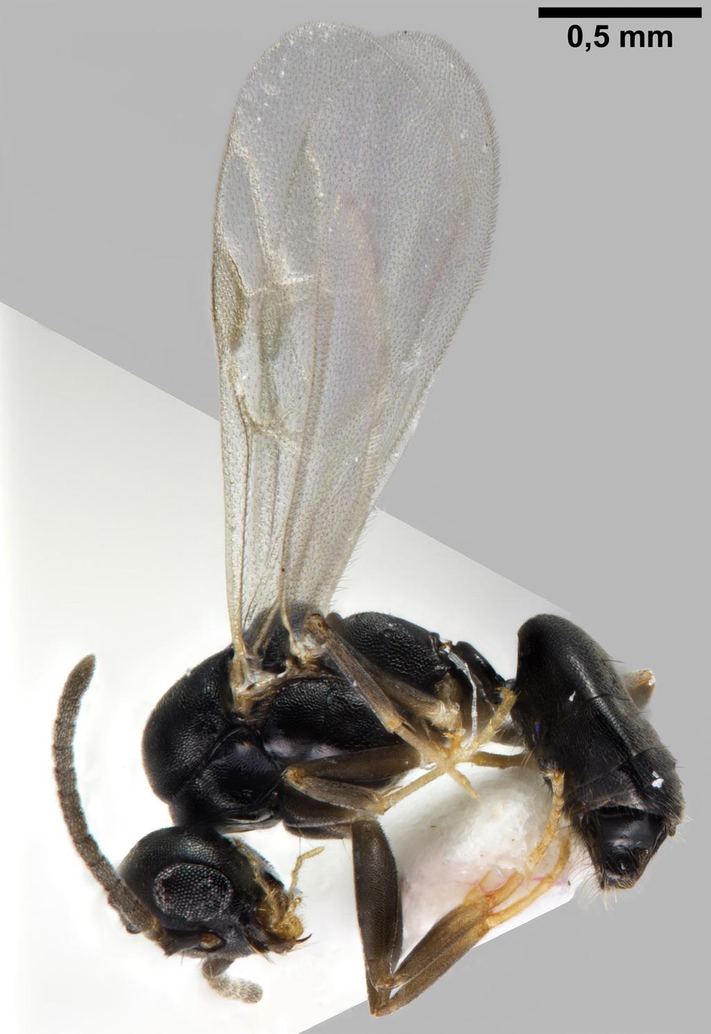 Sahlbergia 24.1 (2018), 14-19 17 ole is overlapped by the gaster. In Finland, these dolichoderine traits are shared only by the ghost ant Tapinoma melanocephalum.