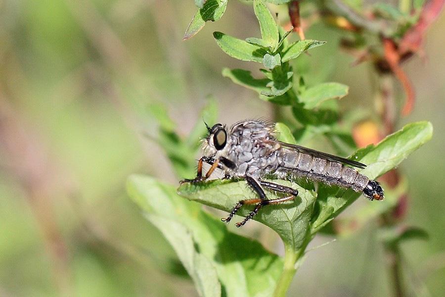 Taipalsaari, southeastern Finland, in 2017 by Heikki Vasamies and Esa Sojamo. This is the first record of the species from the country.