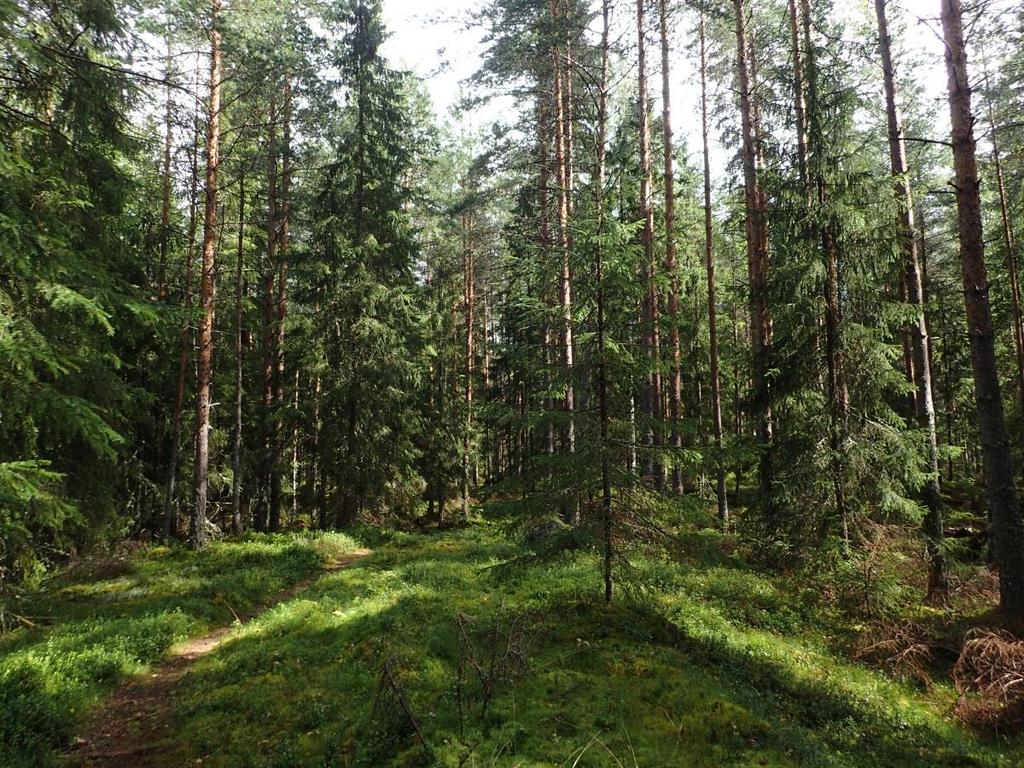 FCG SUUNNITTELU JA TEKNIIKKA OY Raportti 8 (21) Vallitseva metsäluontotyyppi on mustikkatyypin tuore havupuukangas, jolla pääpuulajina vaihtelevat kuusi ja mänty (kuva 5).