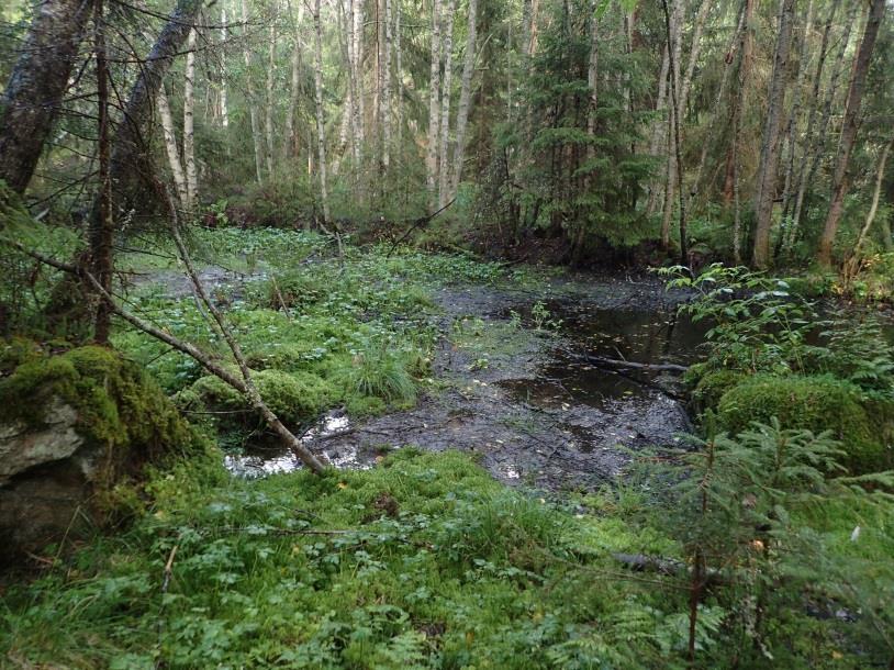 välittömät lähiympäristöt) Arvoluokka: Paikallisesti arvokas Lorunkorvessa, itään laskevassa rinteessä, sijaitsee ruohoista heinäkorpea sekä hiirenporras- käenkaalityypin kosteaa lehtoa (kuva 13)