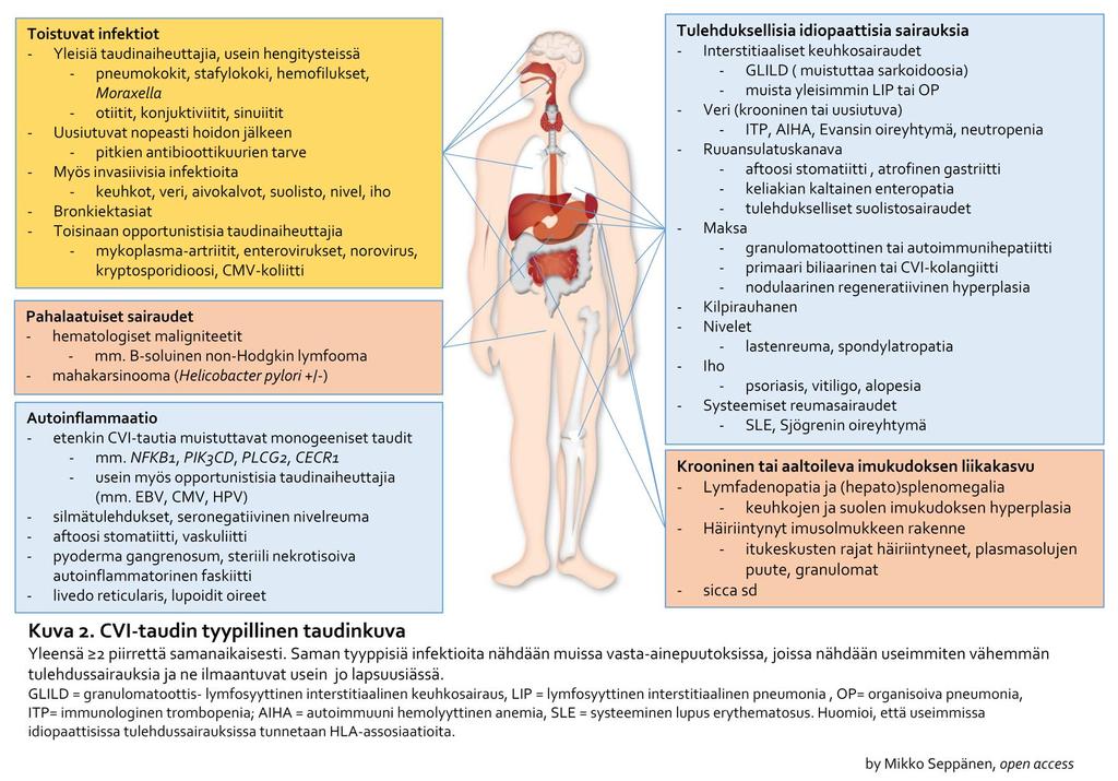 Yleisin merkittävä immuunivaje on CVI-tauti Yleensä myös invasiivisia infektioita usein myös bronkiektasioita usein 2 piirrettä KNK etulinjassa, vain infektiot?