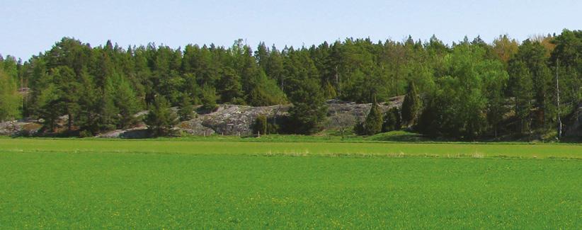 Starane TM XL Tehokas rikkakasvien torjunta-aine laidun- ja säilörehunurmille Laajatehoinen valmiste nurmille ja laidunmaille Starane TM XL torjuu yleisimmät leveälehtiset rikkakasvit tehokkaasti