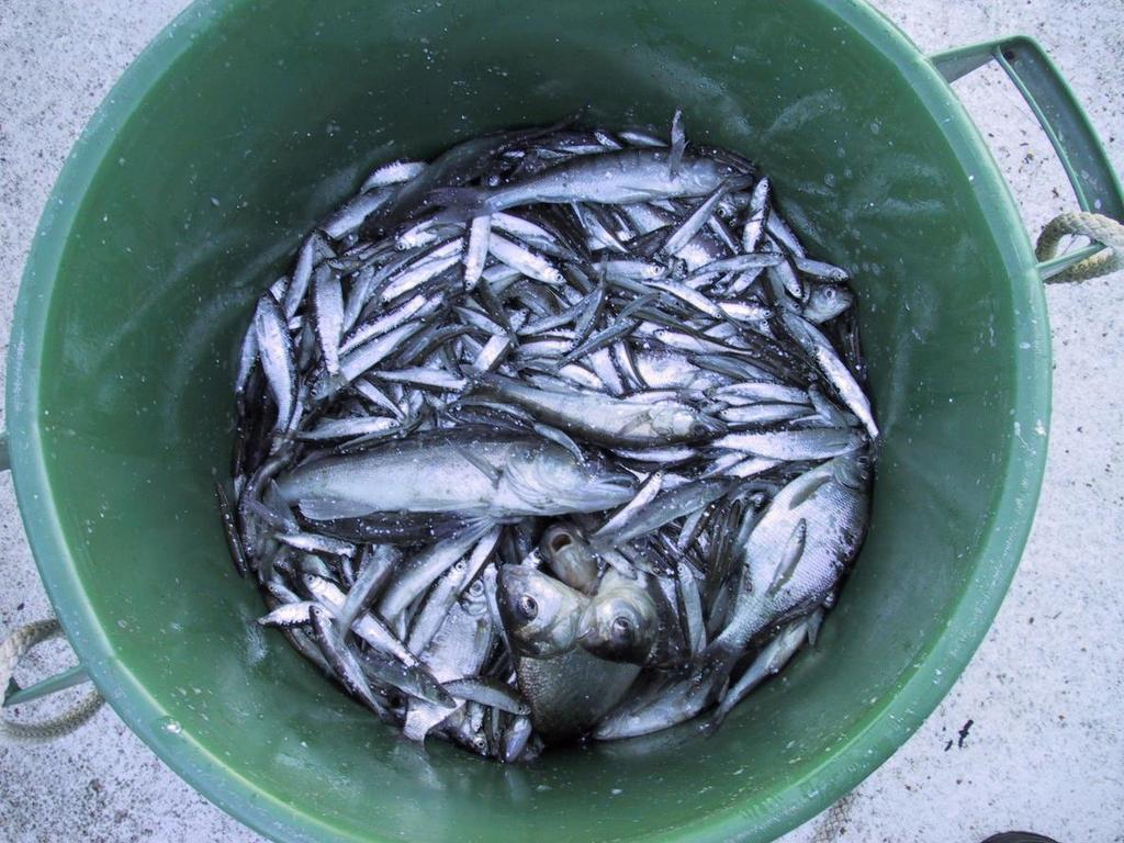 Kalasto matalilla alueilla Verkkokoekalastukset toteutettiin kahdella eri pyyntialueella: Kiihkelyksenselkä ja Mustionselkä NORDIC-yleiskatsausverkko Ekologista tilaa arvioitiin