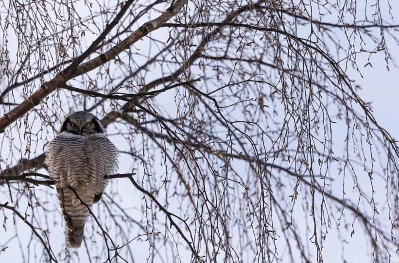 suoluonnon monimuotoisuuden säilymisen ja muiden ympäristönäkökohtien sekä taloudellisuuden asettamat vaatimukset sovitettu yhteen tuotanto- ja suojelutarpeet otettu huomioon alueiden käytön