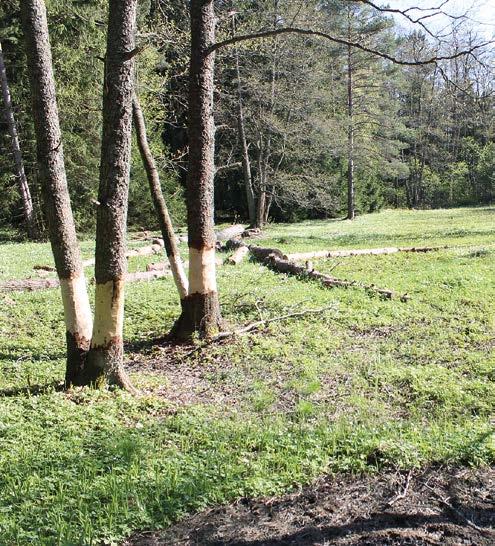MIKKO KUUSSAARI Porvoon pikkuapolloniittyjä on viime vuosina kunnostettu Metsähallituksen järjestämillä talkoilla mm. kaulaamalla niittyjen reunoilta levittäytyvää lehtipuustoa.