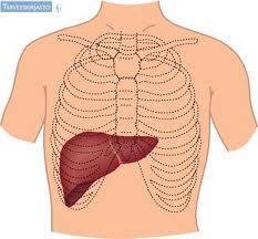 Fysiologia Maksa: -