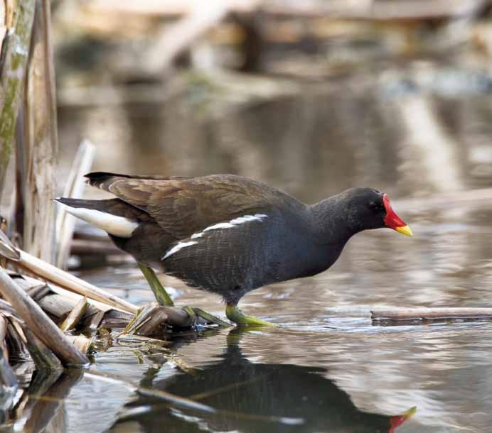 Liejukana Gallinula chloropus on yksi tarkasteluun otetuista kosteikkolajeista. Vahvin kanta elää Suomenojalla. Pertti Rasp, 2.5.2010. Euroopassa lintukantojen ylläpitämiseen (Drent 2005).