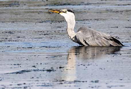 Maakunnallisesti tärkeät lintualueet Merimetso Phalacrocorax carbo (kevät ei tiedossa, syksy 500, pesimä yli 300 parin yhdyskunnat) Uudenmaan merimetsokanta on pysynyt vakaana vuodesta 2007 lähtien