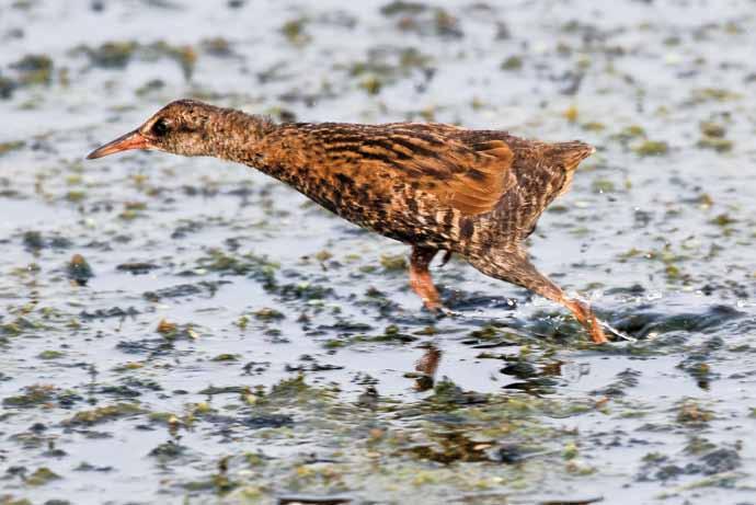 Maakunnallisesti tärkeät lintualueet Luhtakana Rallus aquaticus on nykyään kosteikoilla luhtahuittia yleisempi. Pekka Komi, Viikki, 8.8.2010.