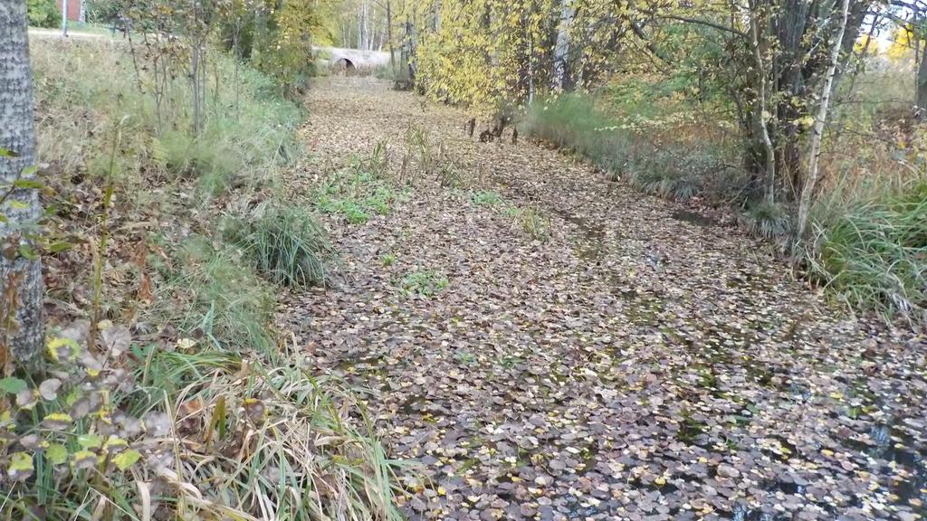 Purojen kunnostus vapaaehtoistoimijat erittäin aktiivia meritaimenen palauttamisessa Helsingin puroihin rakentaneet kutusoraikkoja ja poikaskivikoita, suojanneet penkkoja, keränneet roskia,