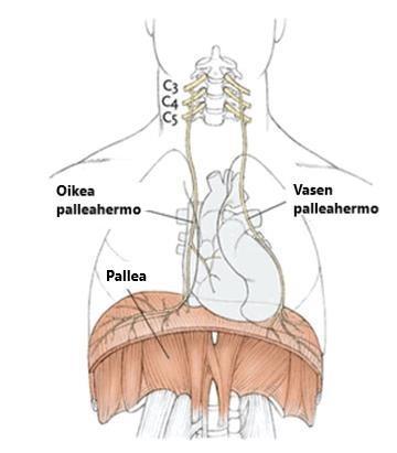 12 Kuvio 4. Palleahermot (mukailtu Doctorlib 2017).