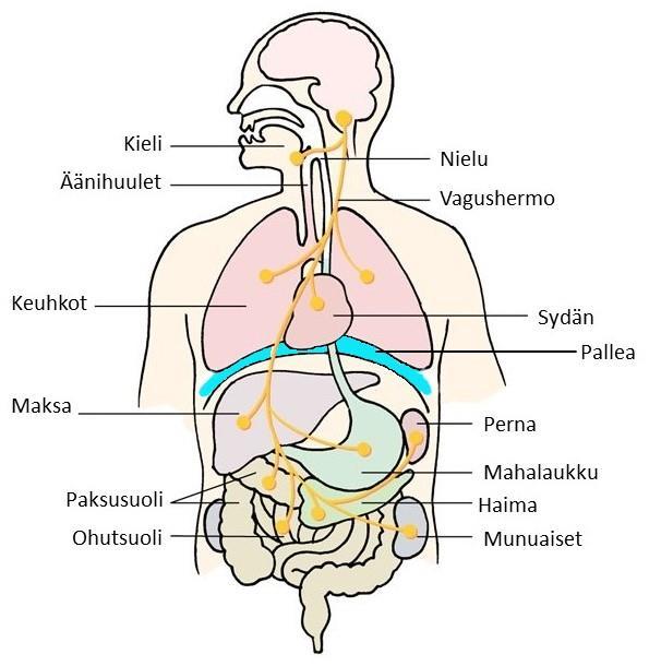 13 Kuvio 5. Vagushermon hermottamat elimet (mukailtu Breatheology 2018).