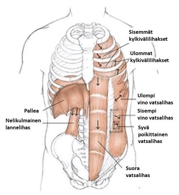 15 Kuvio 6b. Pallean faskiaaliset yhteydet (mukailtu Doctorlib 2017).