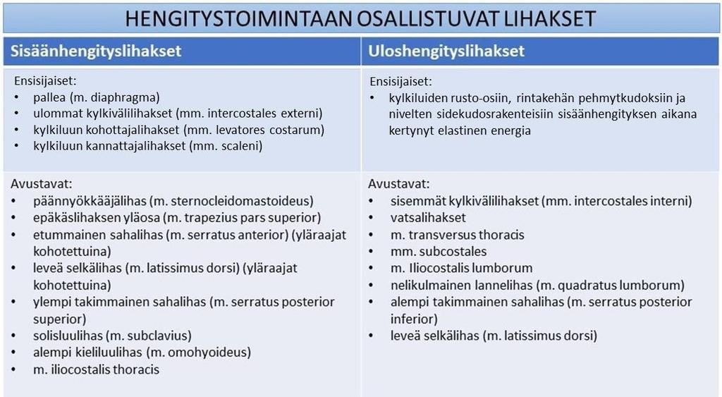 17 Vaikka ulommat kylkivälilihakset sekä kylkiluun kannattaja- ja kohottajalihakset kuuluvat pallean ohella ensisijaisiin sisäänhengityslihaksiin, on pallea niistä tärkein sen tuottaessa 70-80 %