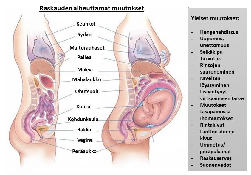 22 Kuvio 9. Raskauden aiheuttamat muutokset (mukailtu Mills 2018). Dyspnea eli hengenahdistus on hyvin yleistä ensimmäisestä raskauskolmanneksesta lähtien.