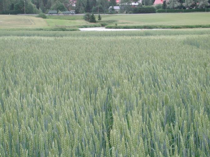 syksyyn mikä kuohkeuttaa maata ja auttaa ravinteiden hyödyntämiseen