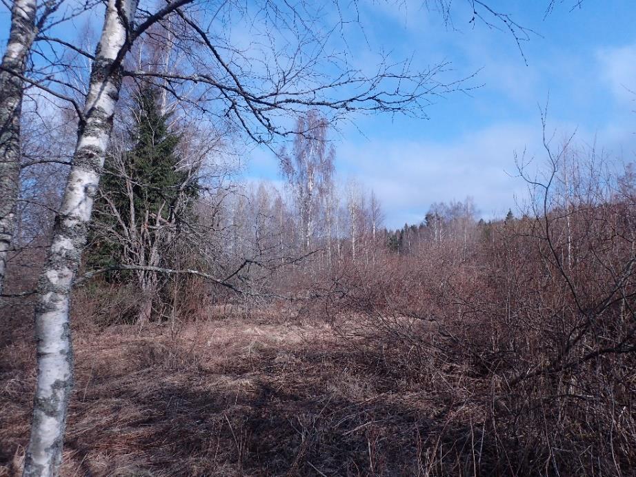 Selvityksessä mainitaan alueelta huomionarvoisena Finnobäckenin varressa sijaitseva kotkansiipikasvusto sekä purossa kasvava purovita. Kumpikaan lajeista ei ole uhanalainen.