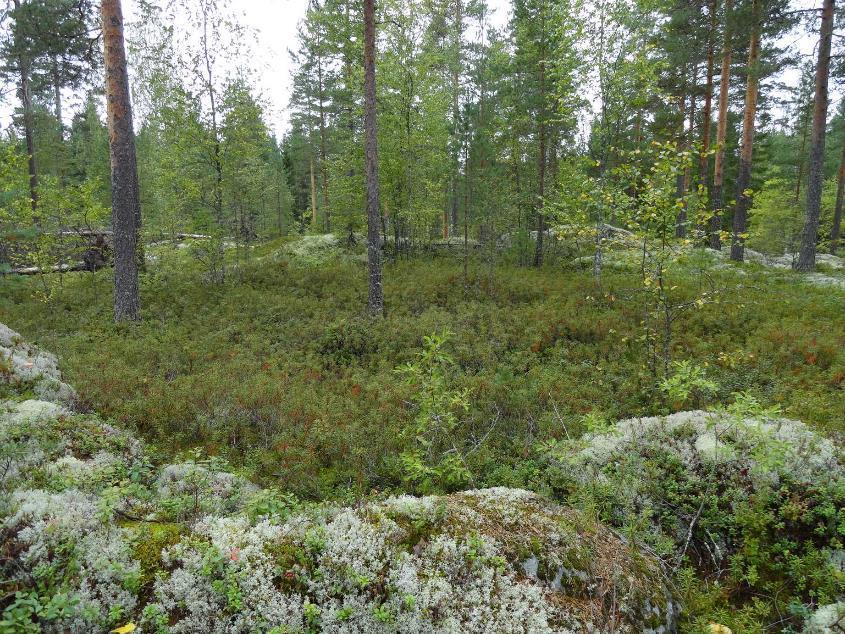 9 Pikku-Made ranta-asemakaava 3:n muutoksen selostus