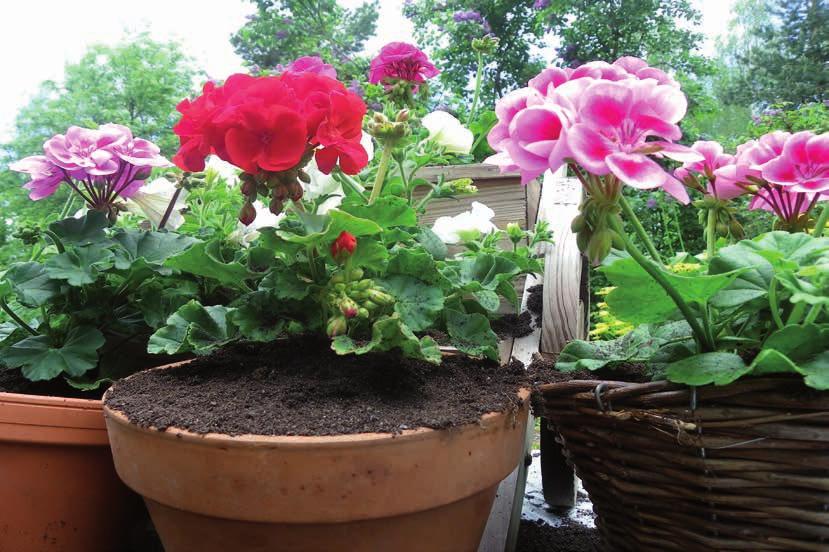 Kotimainen Käyttövalmis Ravinteikas Kesäkukkamulta Sommarblomjord Belinda Kesäkukkamulta on kesäkukille tarkoitettu oma kasvualusta.