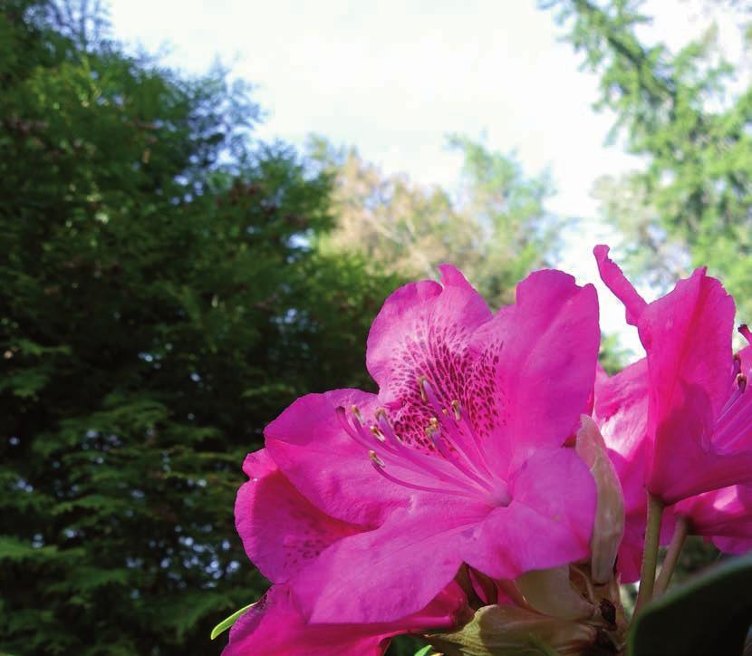 Ravinteikasta multaa kukille ja viherkasveille Rodo- ja Havumulta Rhodo och Barrväxterjord Belinda Rodo - ja Havumulta on käyttövalmis