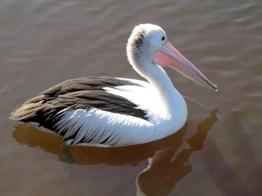 Australianpelikaani ja ruusukakadu. Jatkamme rantatietä Port Macquarieen ja käymme aluksi Sea Acresin suojelualueen vierailijakeskuksessa syömässä kalapäivällisen.