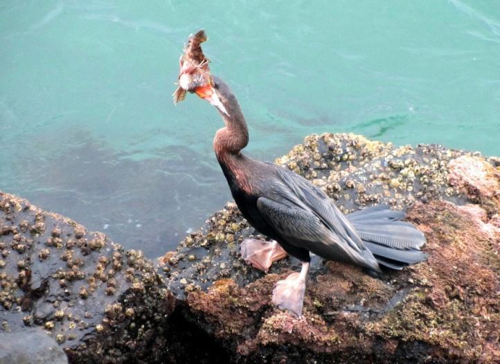 Australiankäärmekaula ja töyhtötiira Port Macquarien rannalla. 19.9. keskiviikko Aamuaurinko paistaa lämpimästi Shelly Beachilla Sea Acresin suojelualueen rannalla.