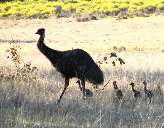 haukkoja on selvästi enemmän, koko päivän saalis 8 lintua. Sama määrä lekuttelee australiantuulihaukkoja. Aasianturturikyyhkyjä on kylissä jokunen, töyhtökyyhkyjä vähän enemmän.