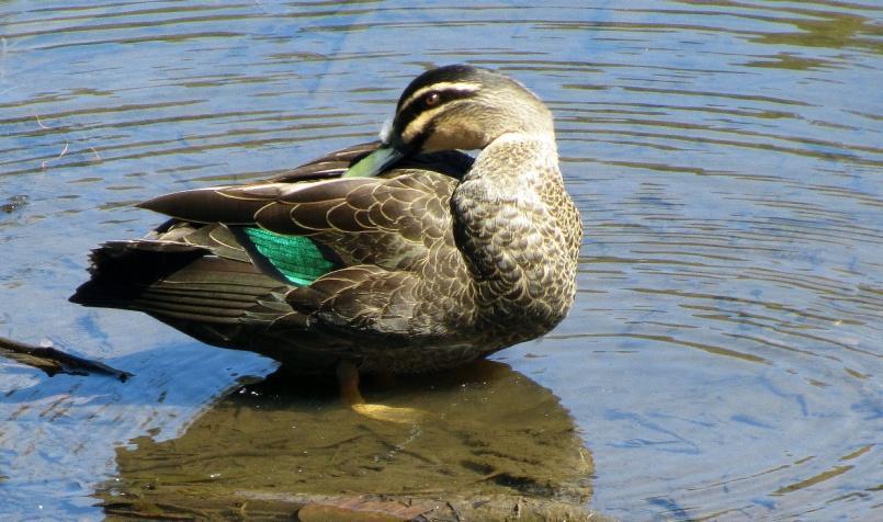 sa. Hän huomaa meidät ja tulee kertomaan, että porukka tarkkailee raitatuliperän pesänrakennusta.