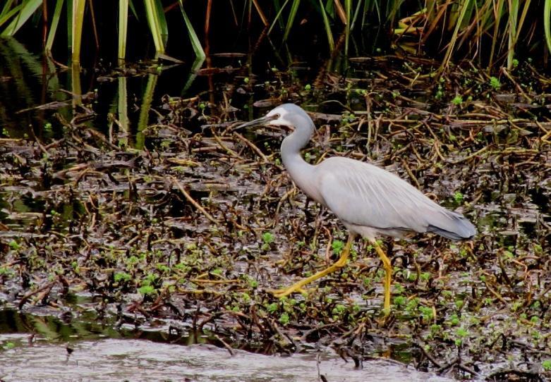 Töyhtötiiroja on hieman enemmän. Suuri hetki koittaa, kun aivan rannan tuntumaan suurine siipineen ilmestyy liitelemään aikuinen mustakulma-albatrossi.