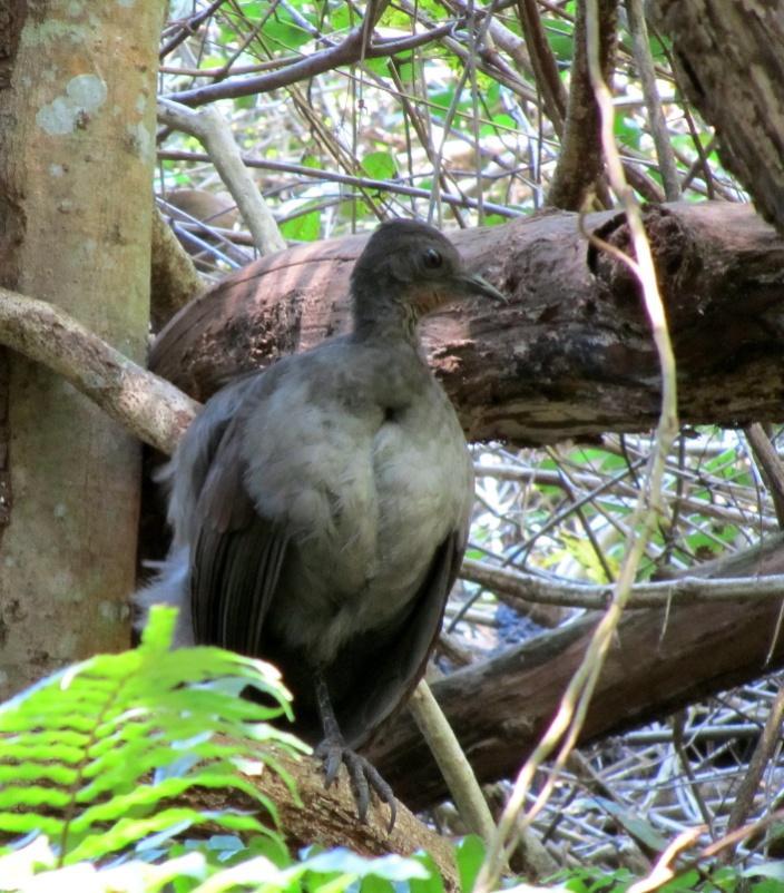 Lyyrypyrstö ja australianhaarapääsky Warriewood Wetlandsillä Keskipäiväksi menemme läheiseen
