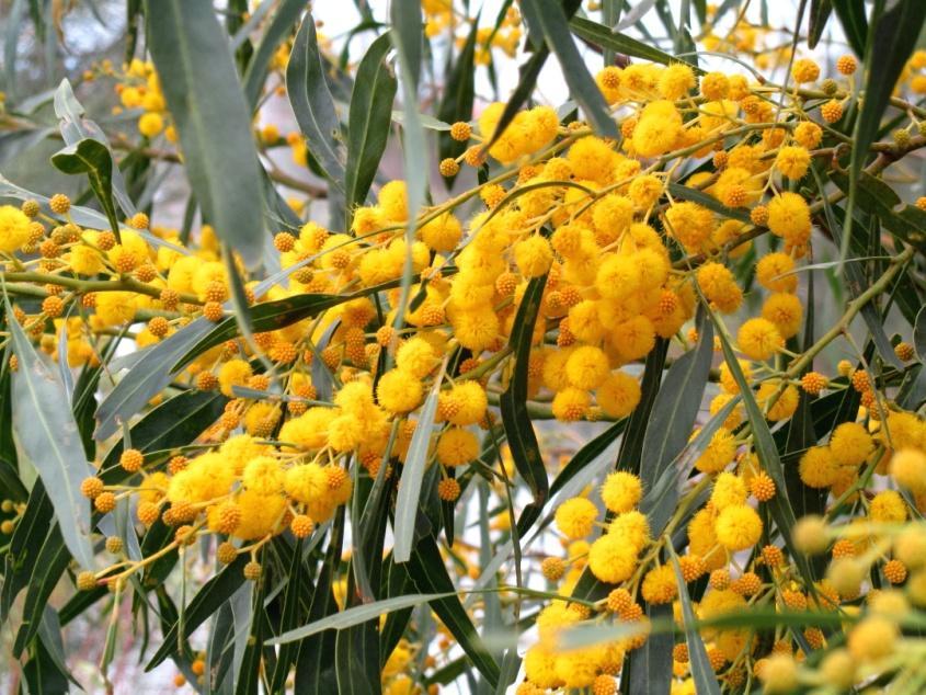 Australianmerimetso ja kukkiva Wattle tree Warriewood Wetlandsillä.
