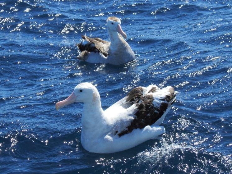 Jättiläisalbatrossit ja mustakulma-albatrossi (older immature). Albatrossien lisäksi muitakin merilintuja on hyvin liikkeellä. Tummamyrskyliitäjiä on 3 ja isomyrskyliitäjiä 2.