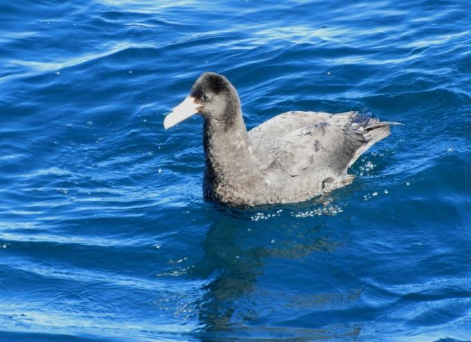 Koko reissun aikana näemme kymmenkunta delfiiniä (Short-beaked Common Dolphin). Paluumatkalla meidät yllättää ulapalla jököttävä suuri kala, jonka iso kolmiomainen selkäevä kohoaa pystyssä aallokosta.