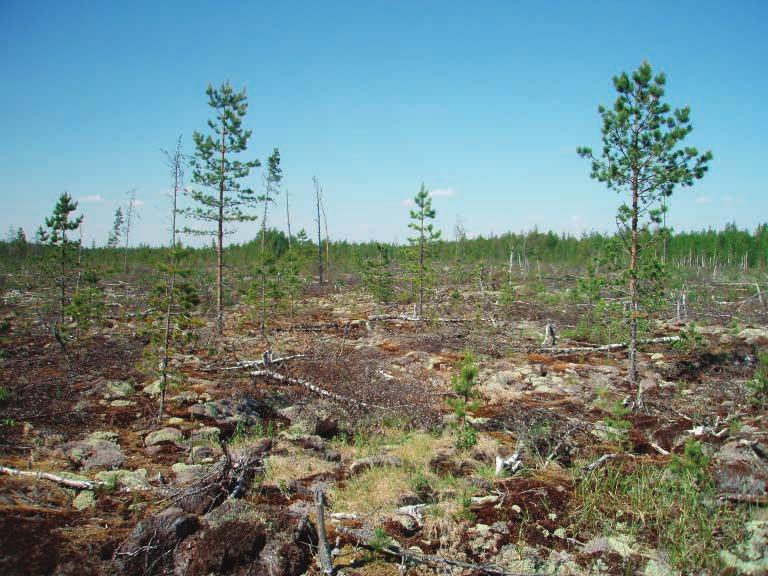 Hannu Pajunen Kuva 12. Turvekangasta Karjusuon keskiosassa. Koivut kaadettu. Fig.