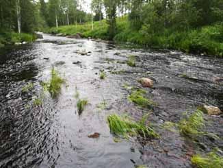 Kuvat 129 ja 130. Kosken yleiskuvaus Uoma on Kyrönkosken niskalla viisi metriä leveä ja perattu.