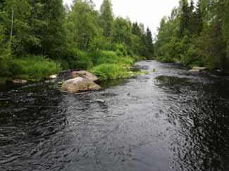 Kiviä on siirretty rannan tuntumaan, joten sieltä löytyy suojapaikkoja ja virtausvaihtelua, mutta vallitseva kivikoko on väärä. Myös rannan puusto ja pensaisto antaa suojaa.