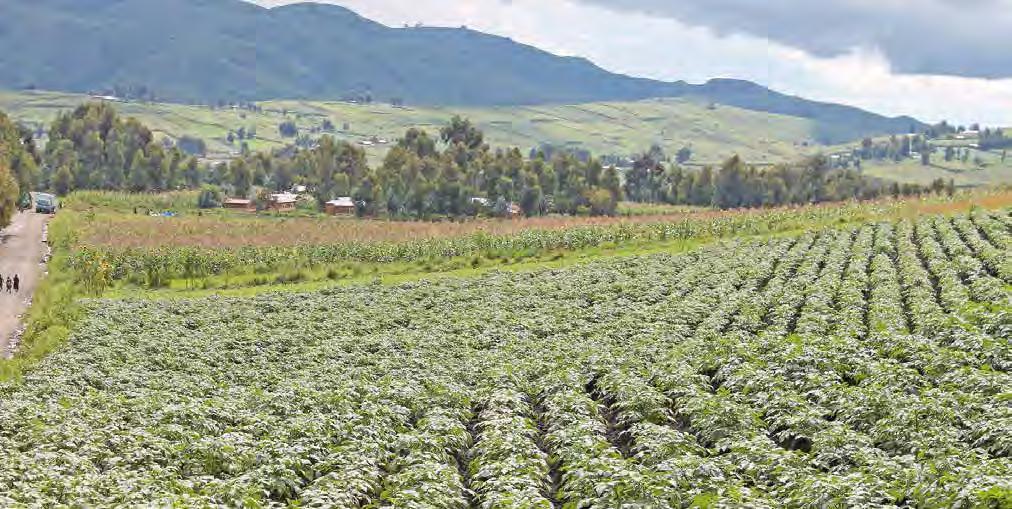 1/2011 1/2014 Tyrnäväyrittää 11 Siemenperunatuotantoa kehitetään Tansaniassa Tansanialainen viljelijä myy perunat nostamalla säkit pellon laidalta tien varteen, ja aikanaan middleman eli kaupustelija